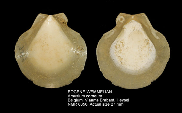 EOCENE-WEMMELIAN Amusium corneum.jpg - EOCENE-WEMMELIAN Amusium corneum (Sowerby,1818)